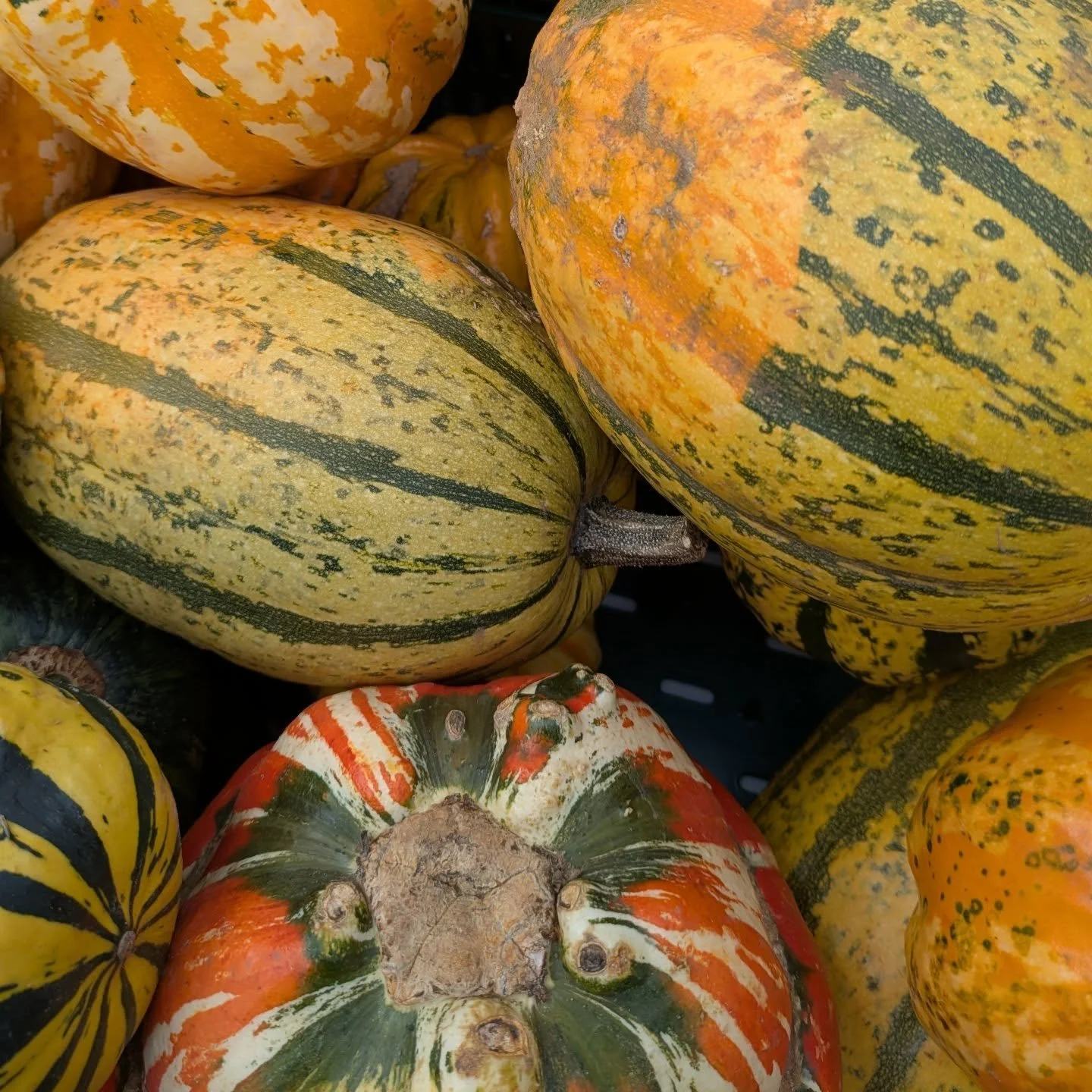 🧡💚💛