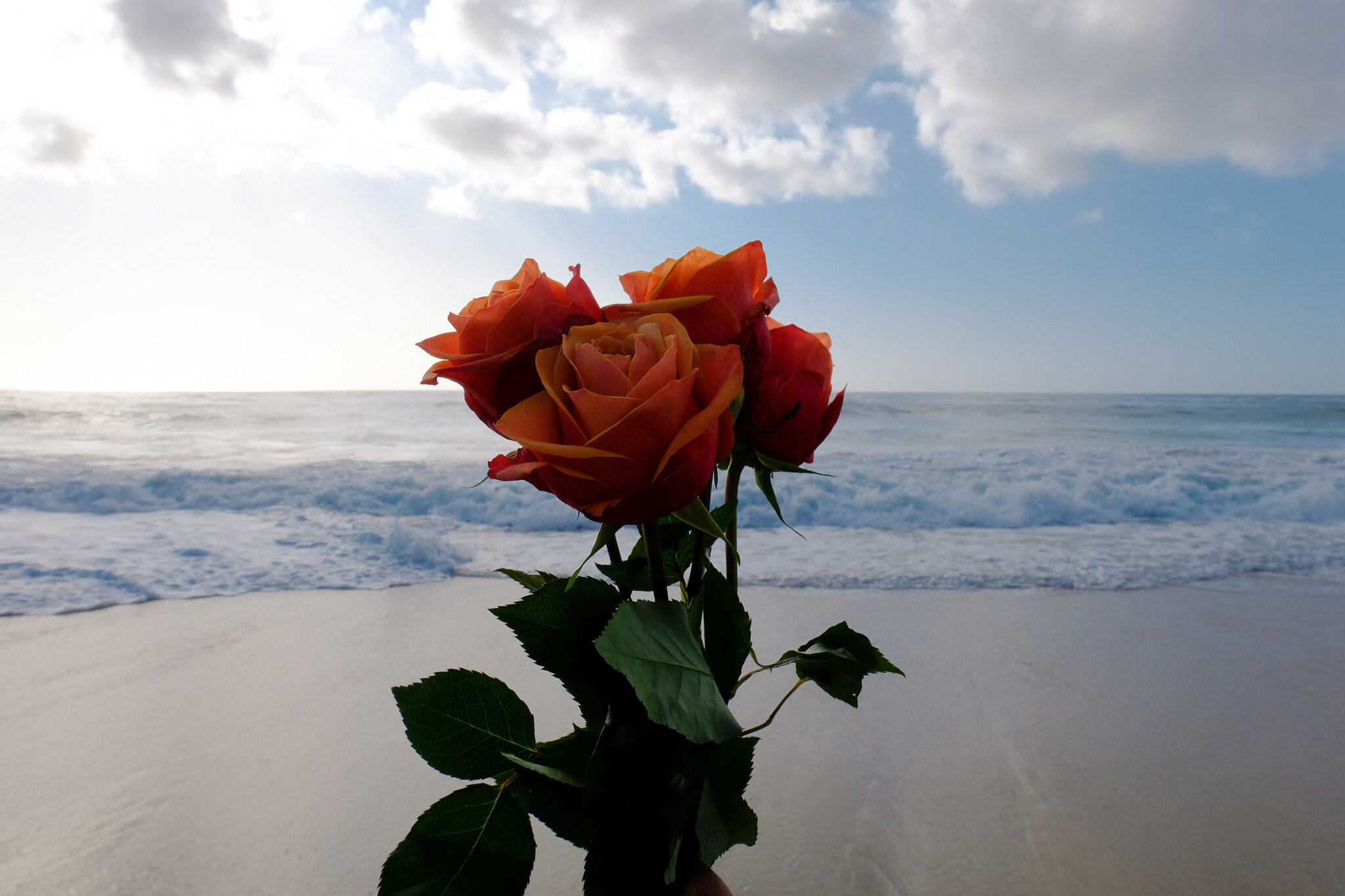 ROSES GARRAPATA BEACH.jpg