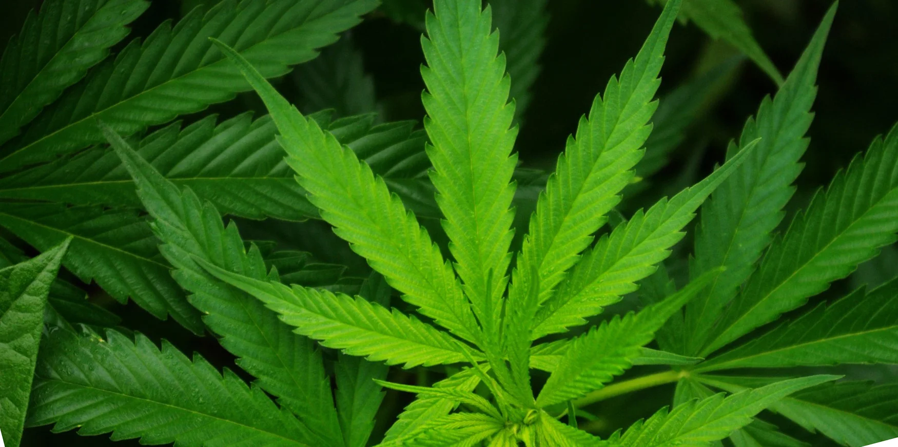 Cannabis arrests slump to an all time low