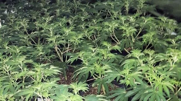 Lucky find leads to cannabis factory