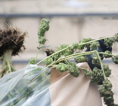 Commercial cannabis site in Hove