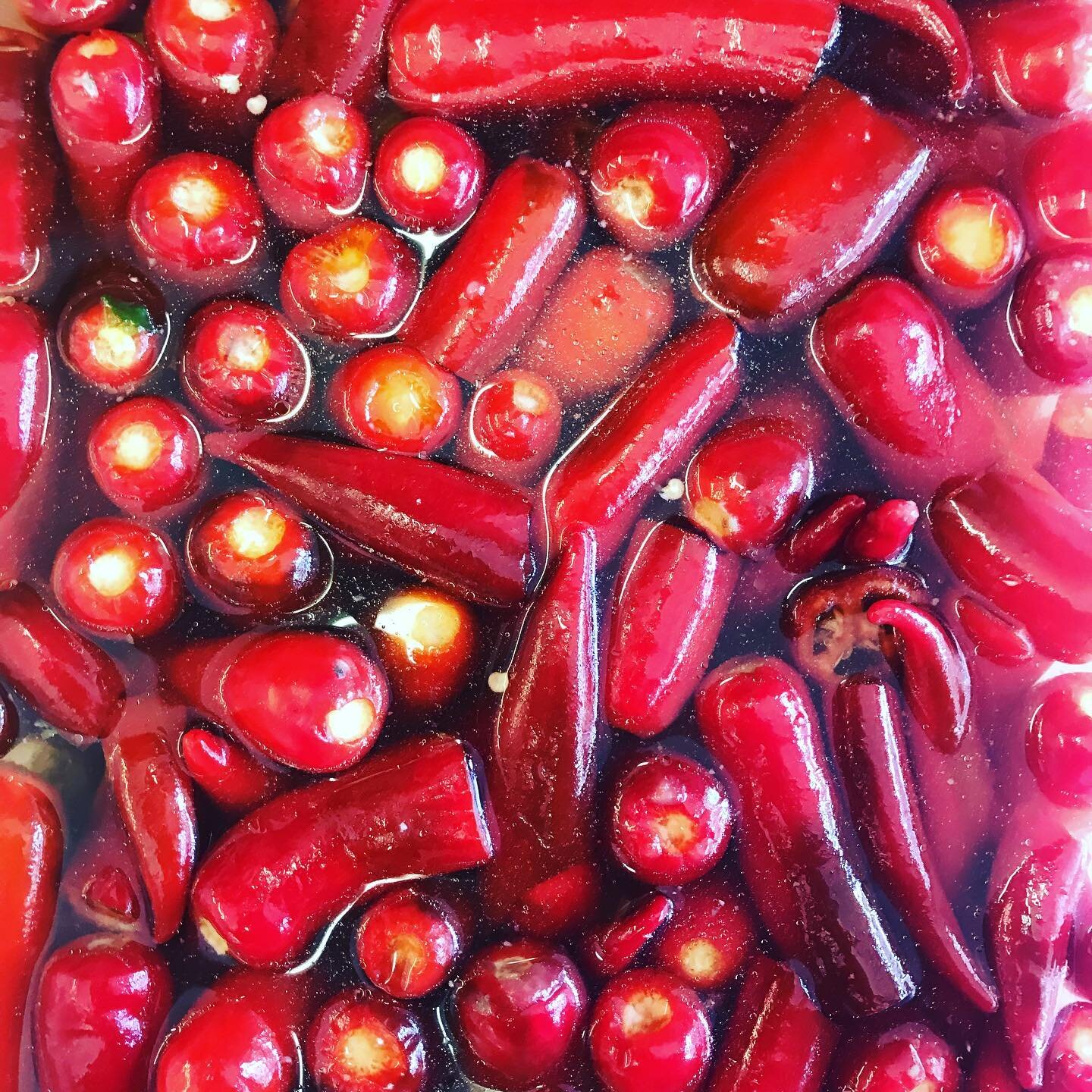 So It would seem that leicester likes chillies.
This is the third massive batch of fermented chillies that we&rsquo;ve had to bring out of ferment to make our chilli sauce.
#mrsbs #fermentedchillies