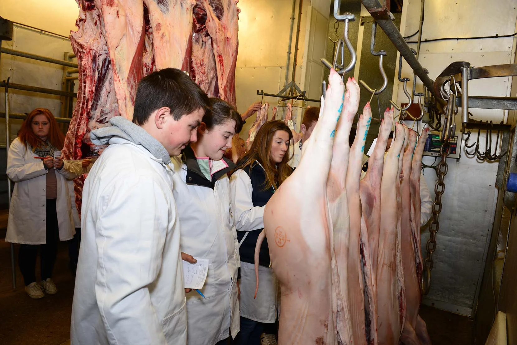 Carcase Judging - TONIGHT!!