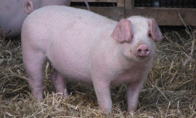 Pre Rally Welsh Pig Judging 