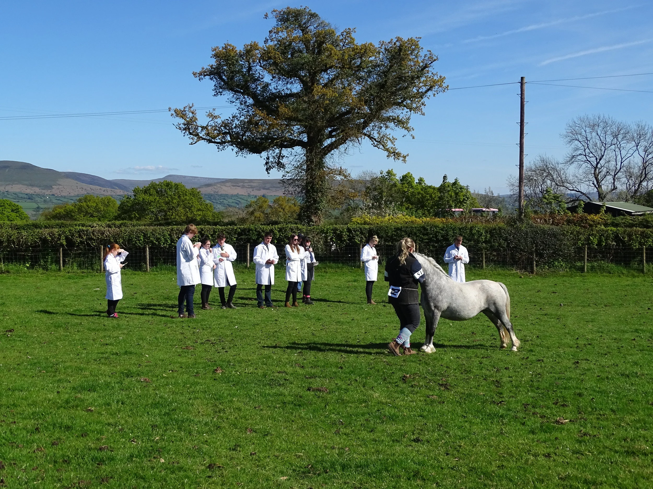 Pre Rally Stock-judging Comeptition 
