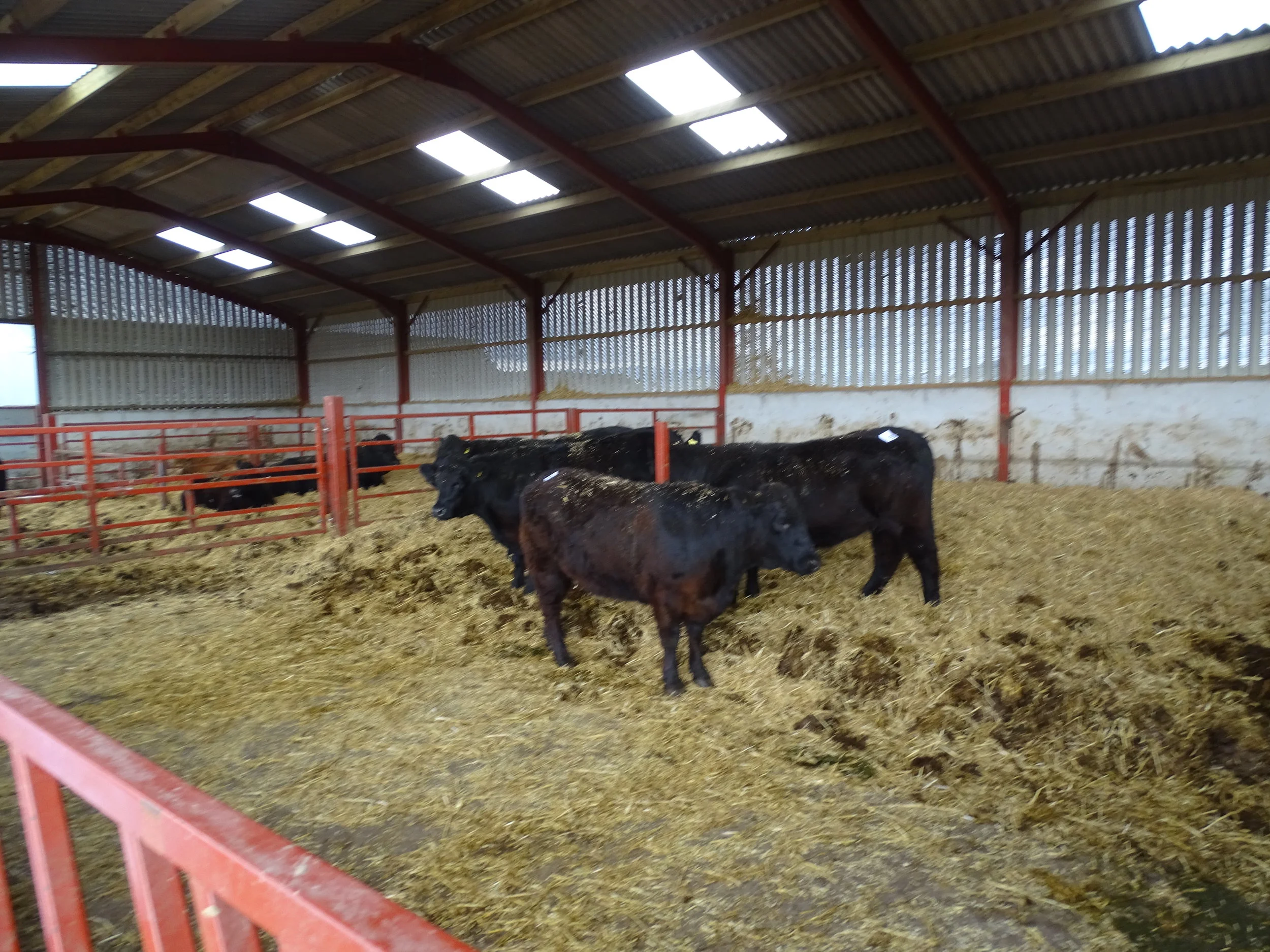 Welsh Blacks Cattle Stock-Judging Competition