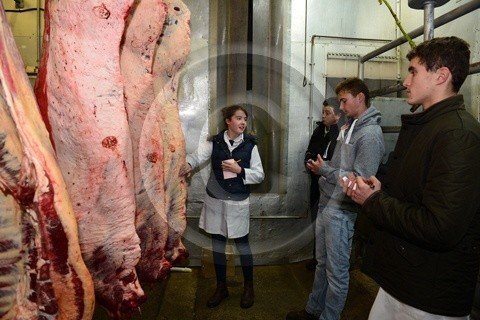 1491857301-carcase-judging-nov-2016.jpg