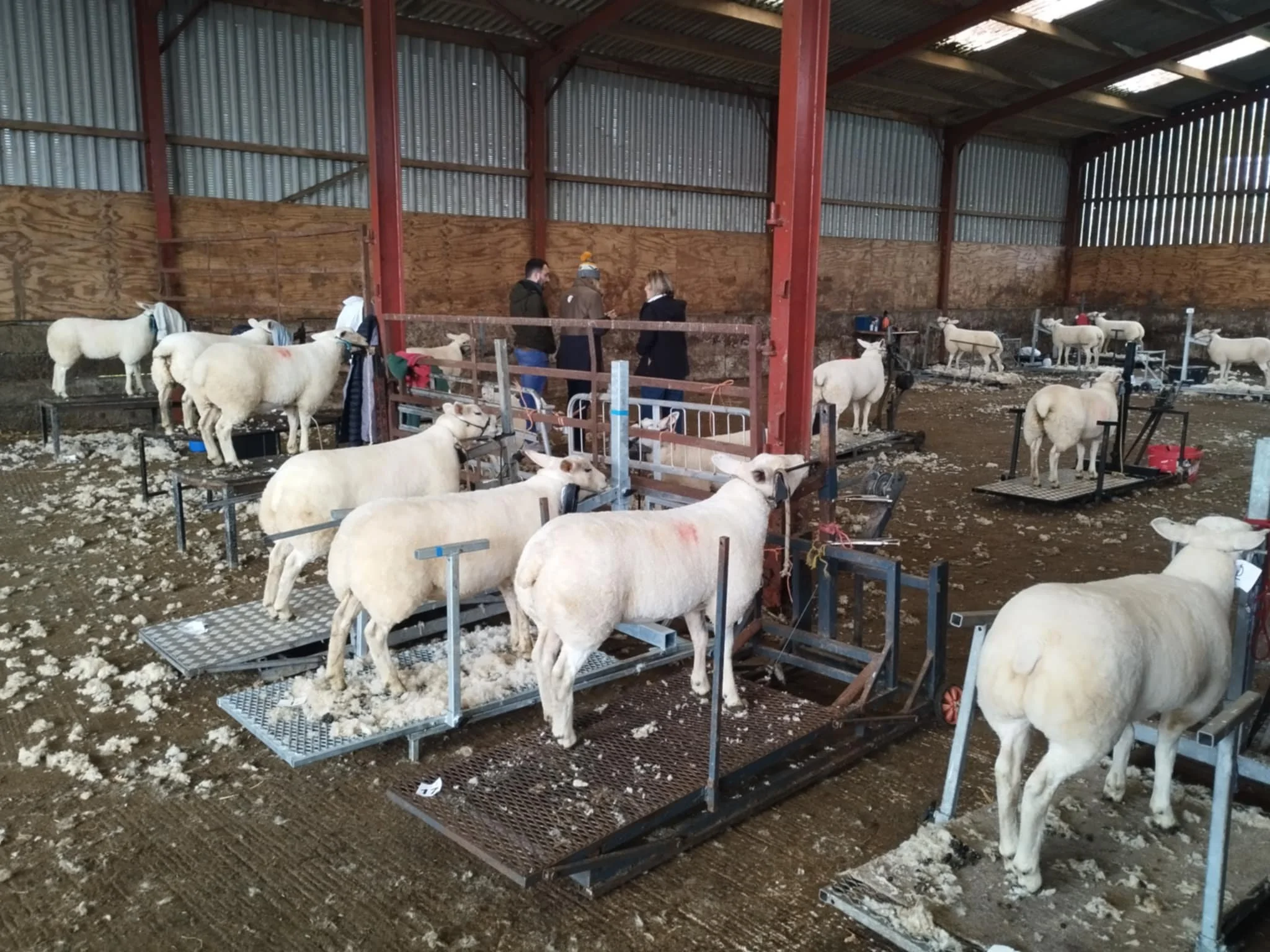 Llandefalle Double win the Lamb Trimming Competitions!