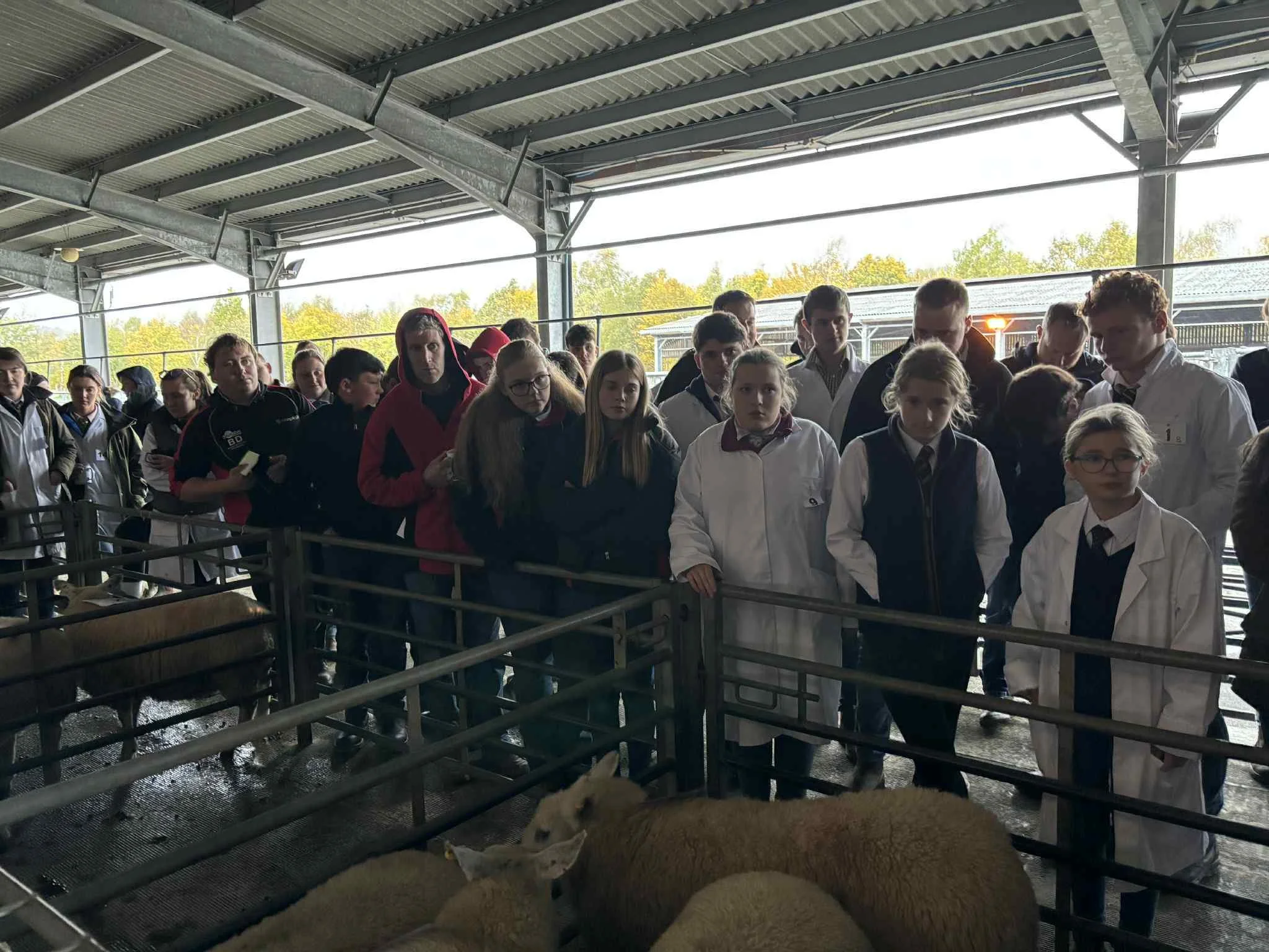 Stock Judging Day 