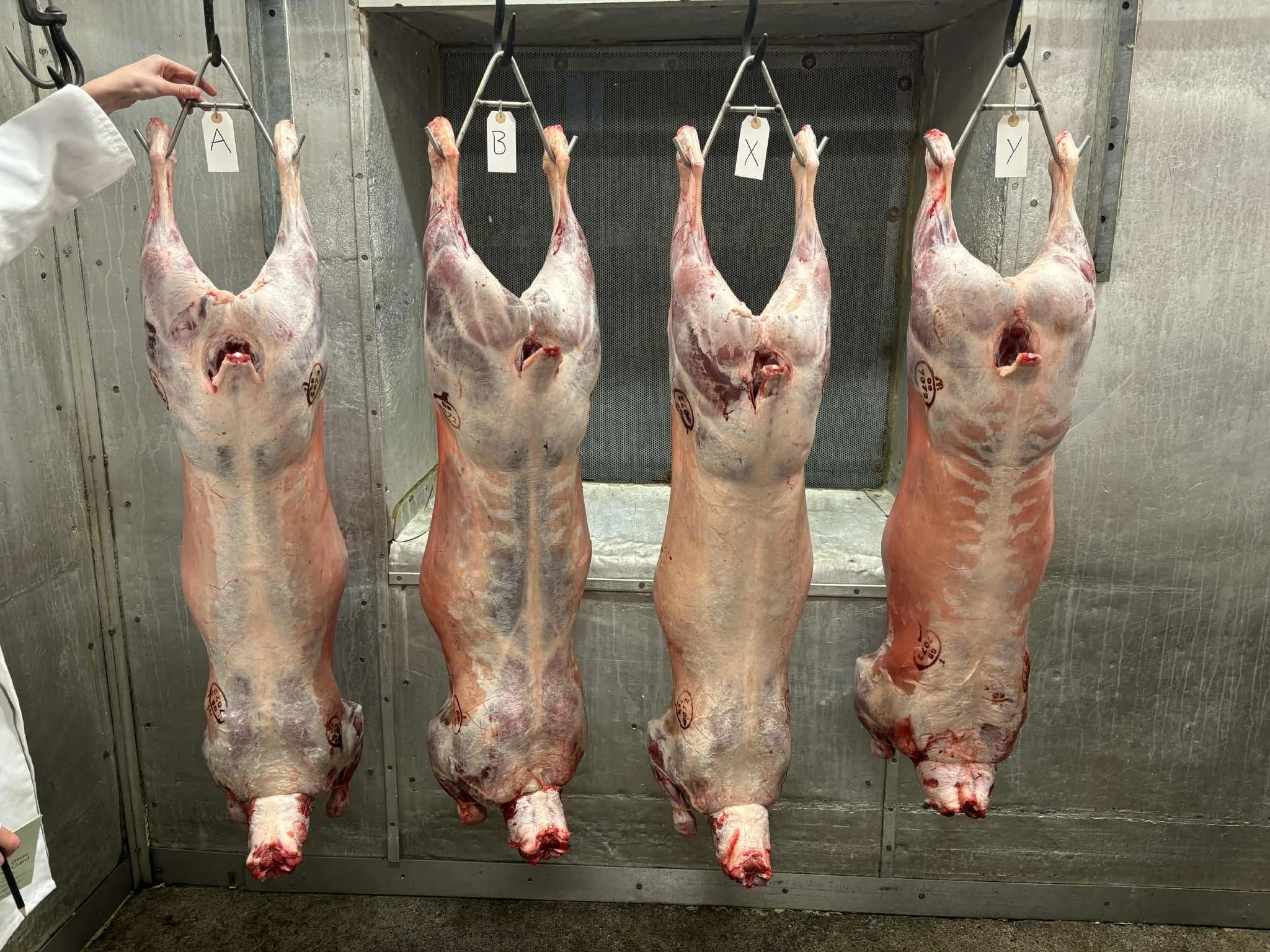 Carcass Judging🐑🐄