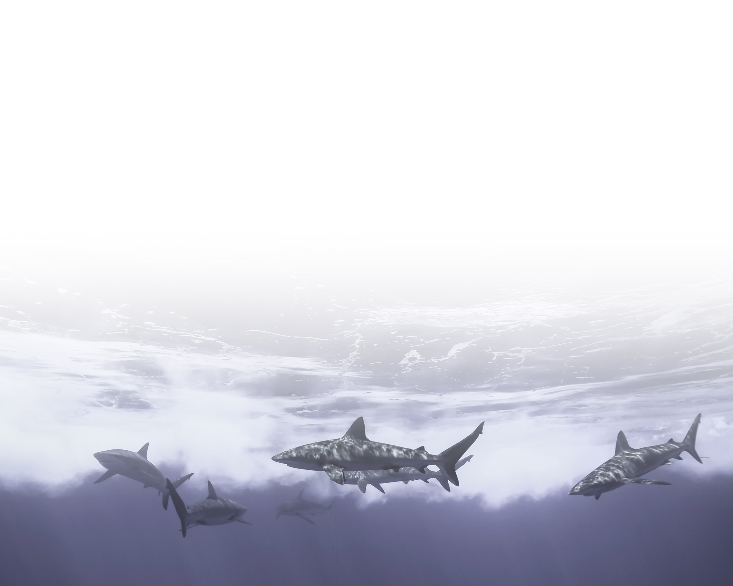 daku-banner-07.jpg