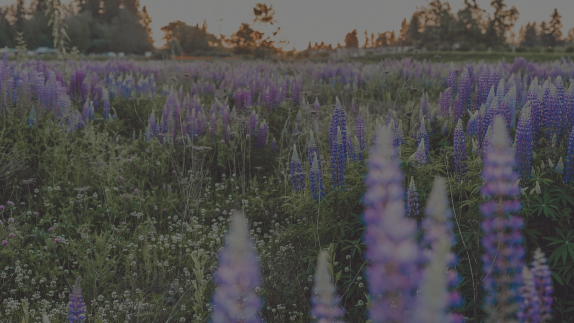 Flower background.png
