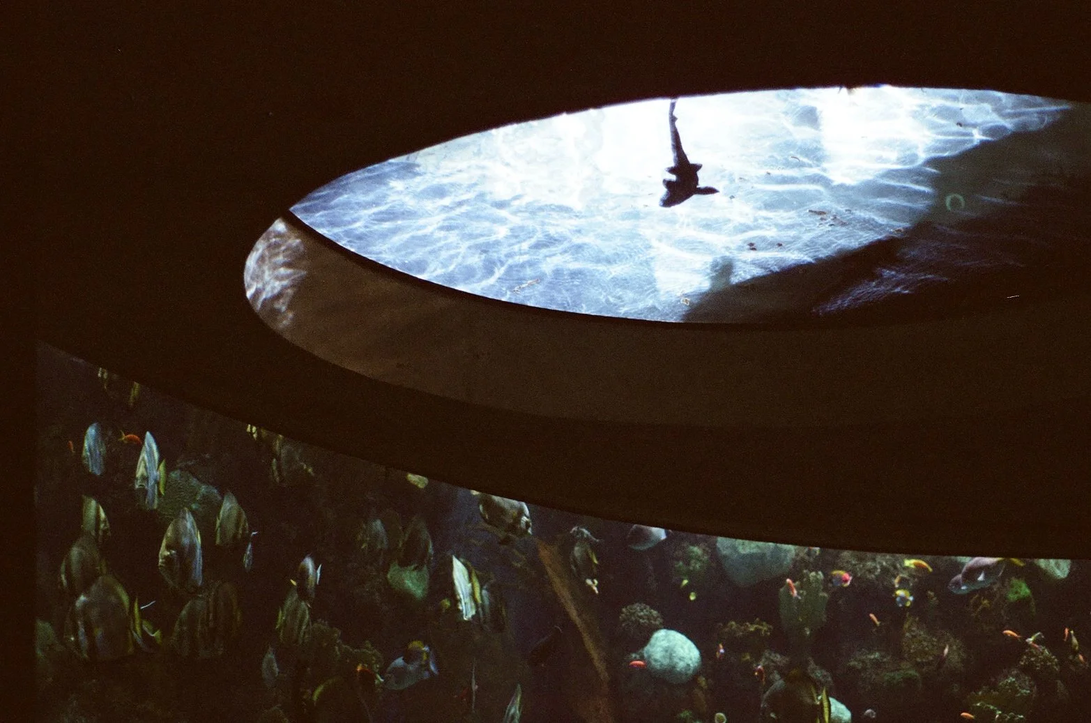 Fish in the sea. 2025.