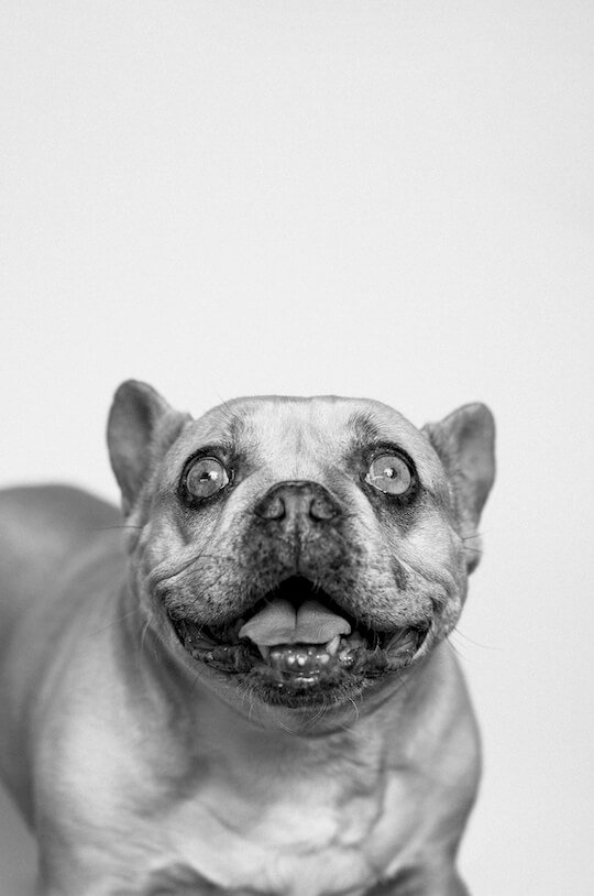 Pet Photographer.jpg