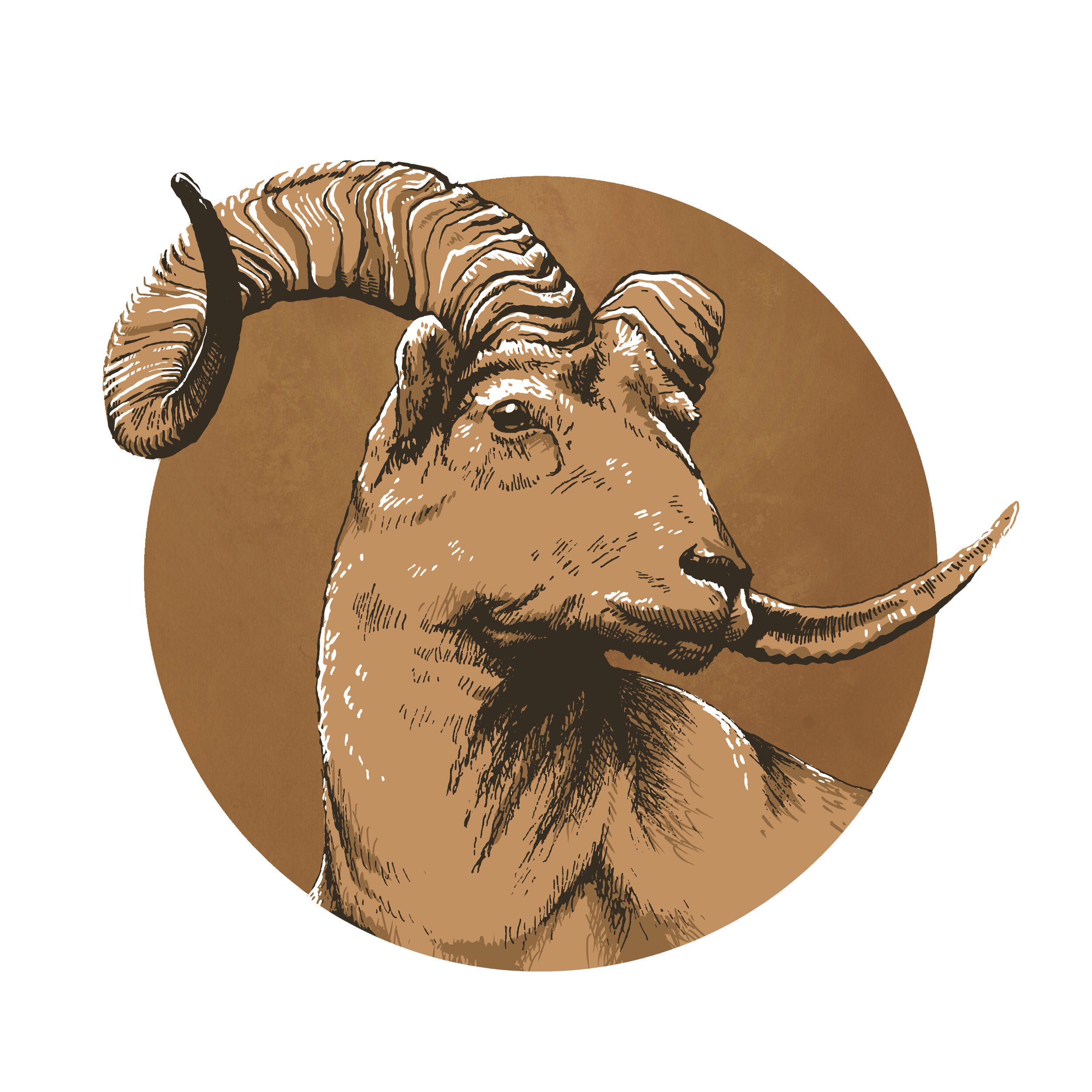 2019-05-08_Dall Sheep_FINAL_Fast texture bg square.jpg
