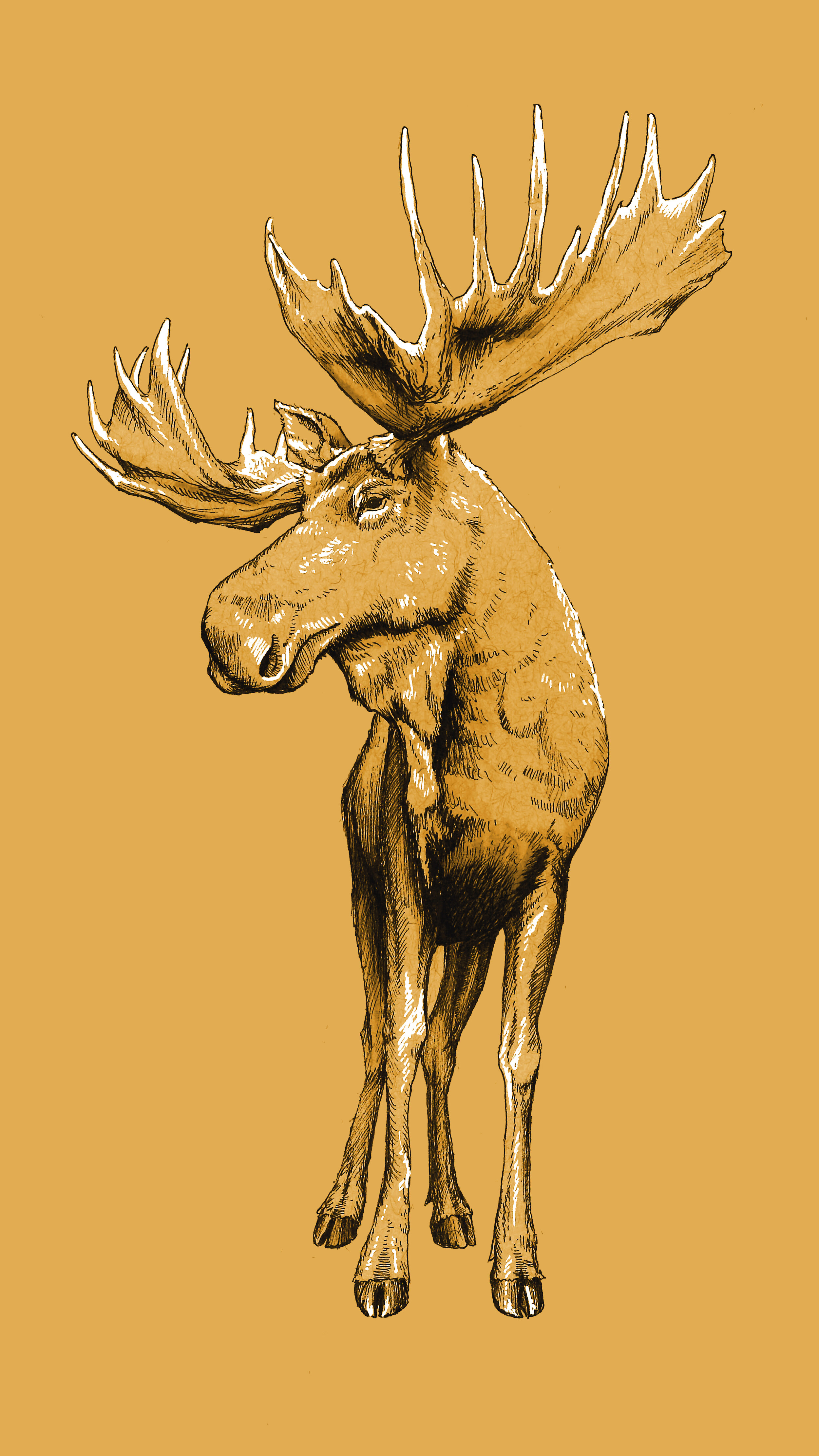 Moose 2 16x9 vertical.jpg