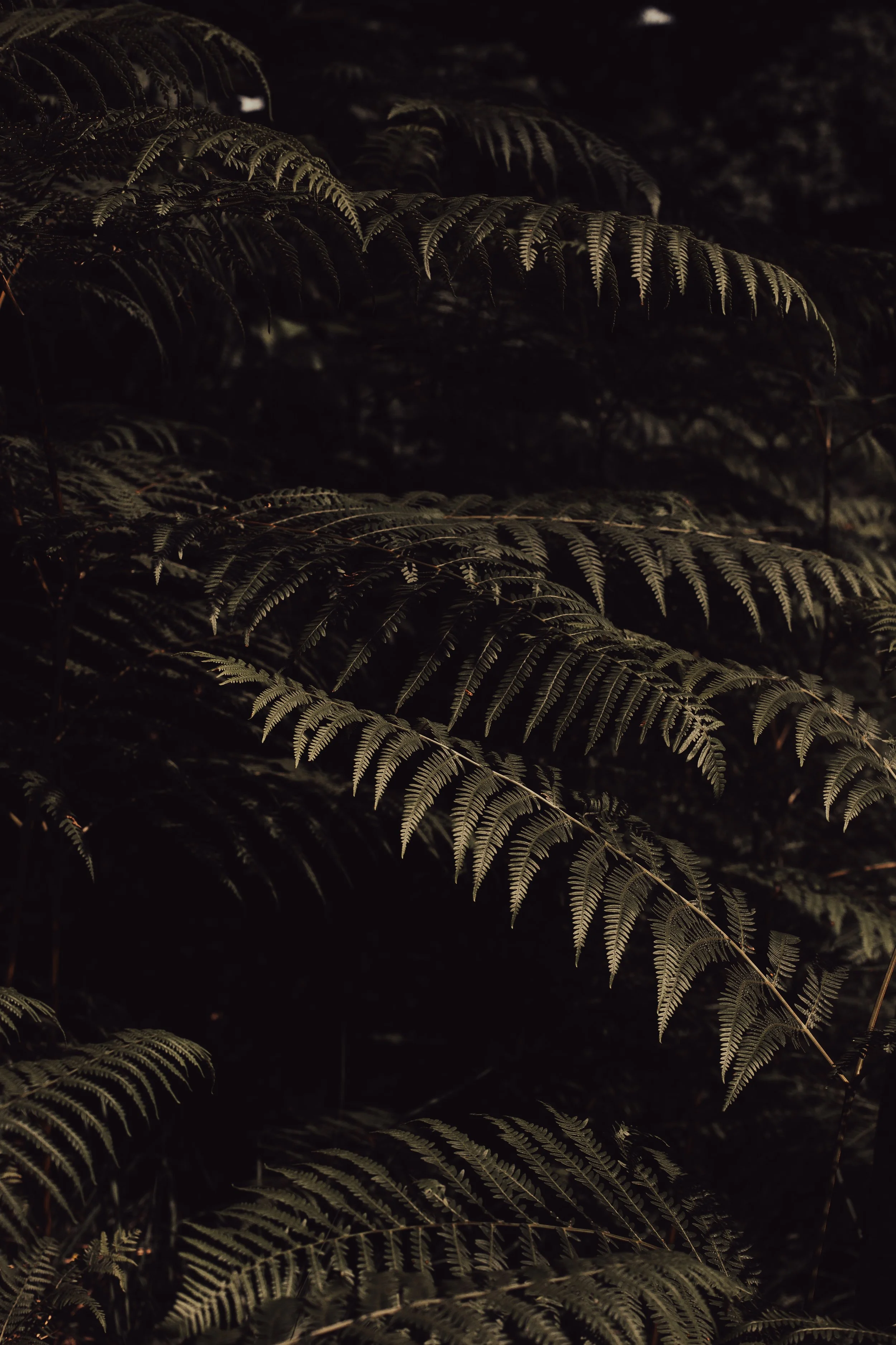 8F0A3523_.JPG