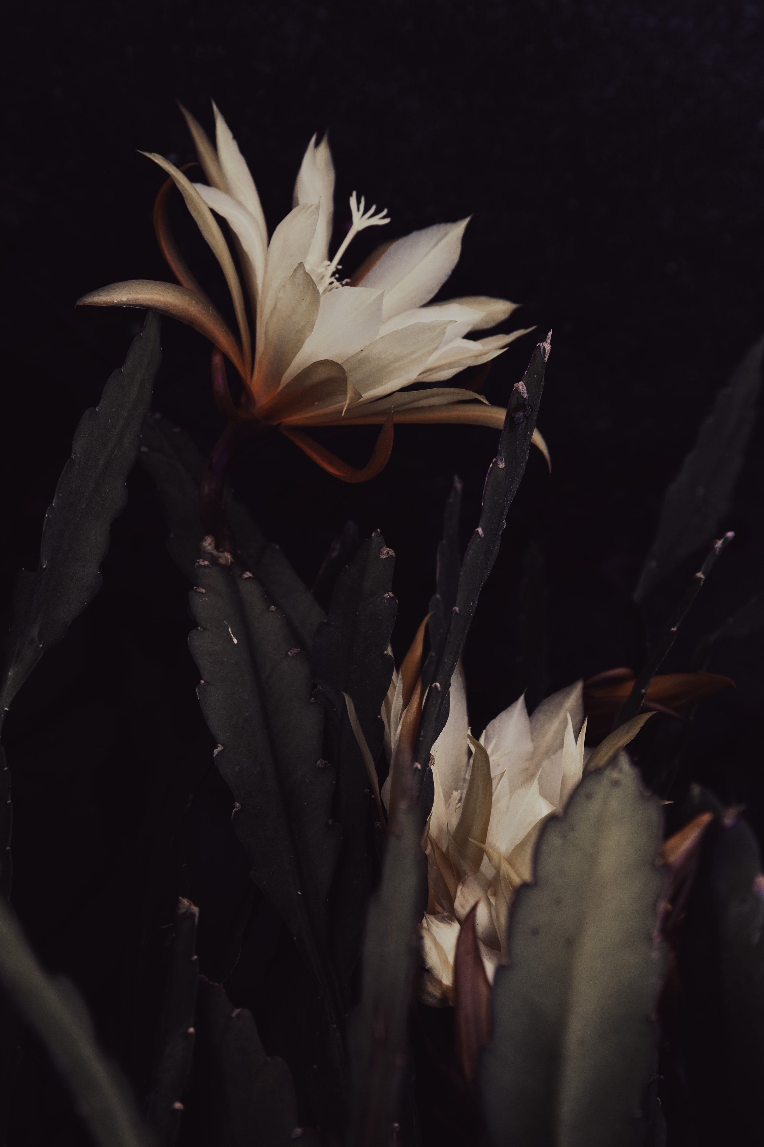 8F0A4169_.JPG