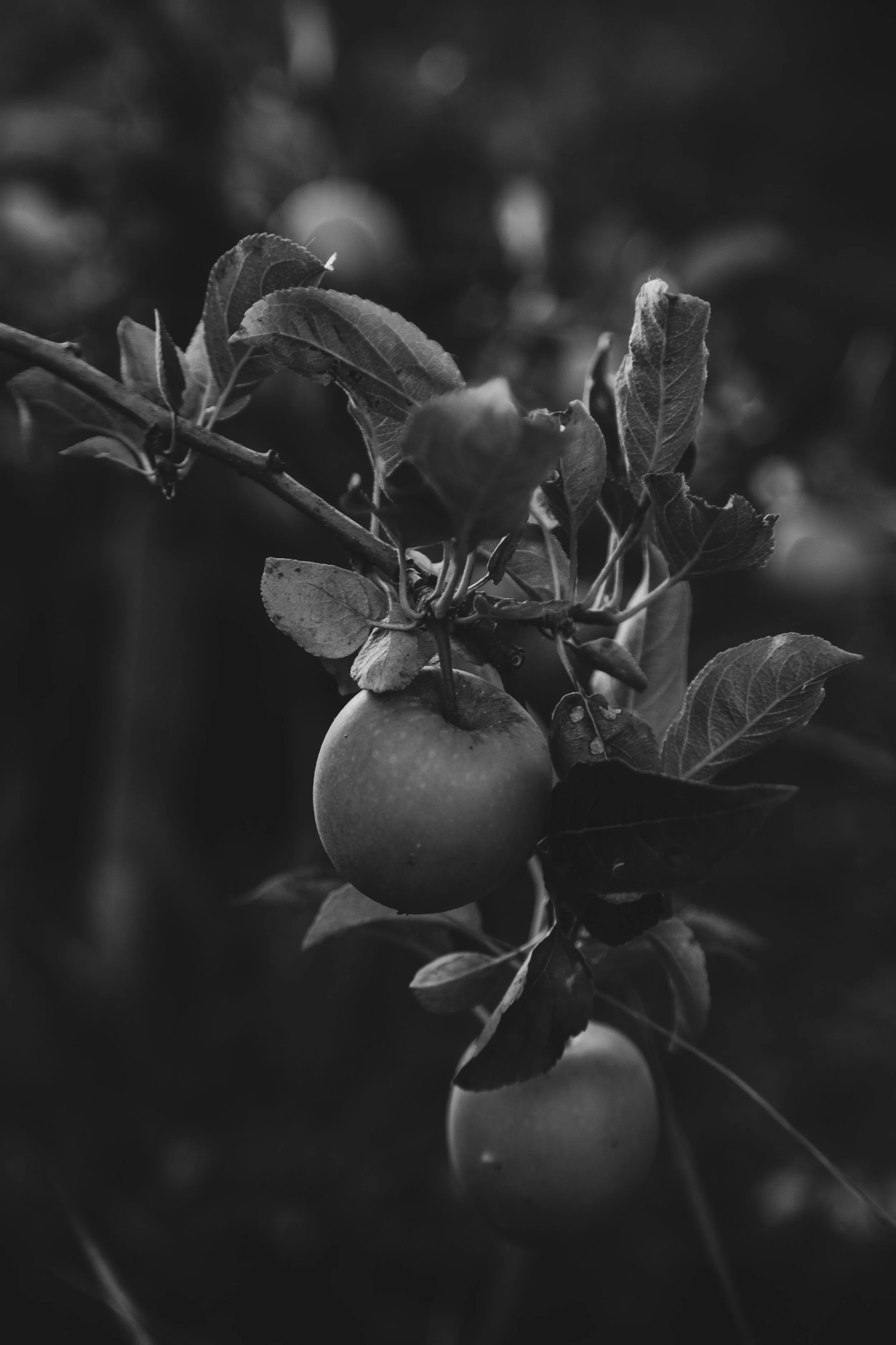 8F0A5486_.JPG