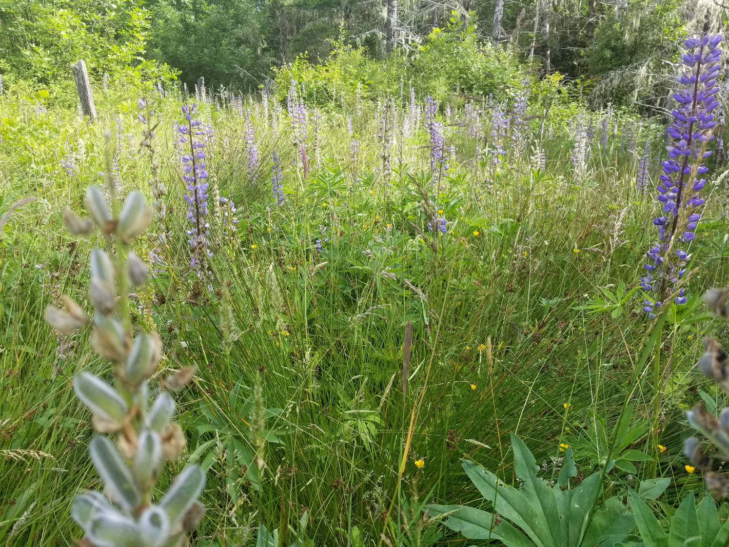 forest13.png