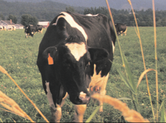 Baileys Cow.png