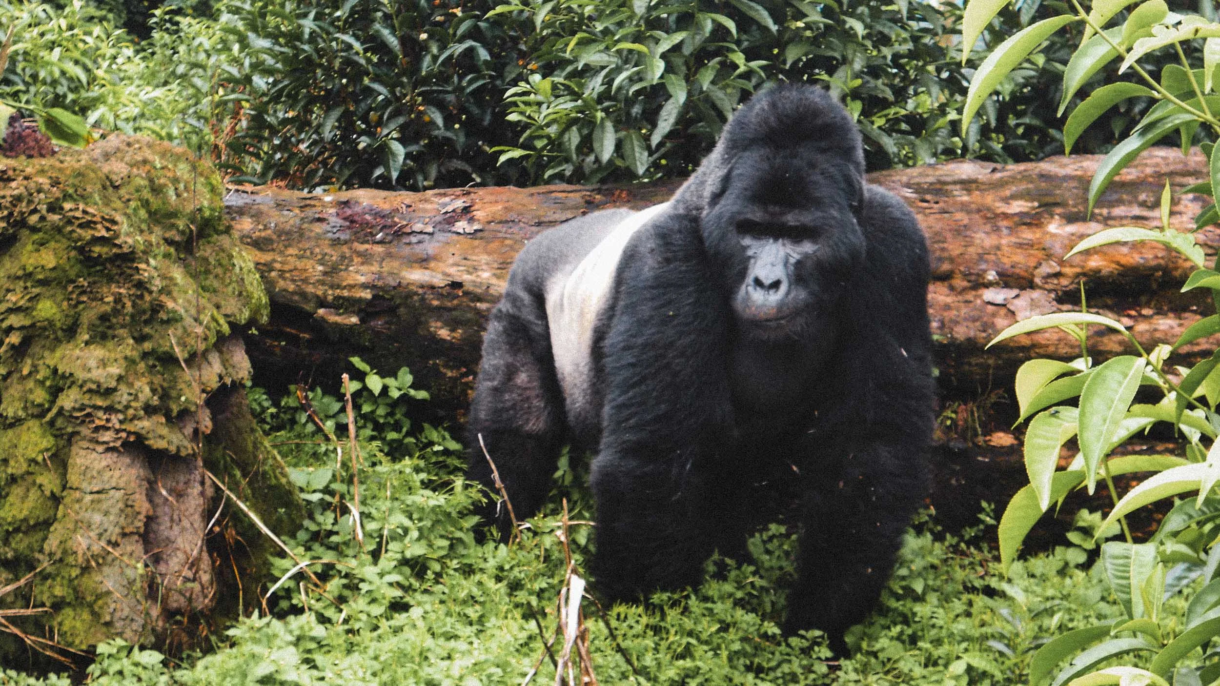 Gorrilla Trekking in Uganda