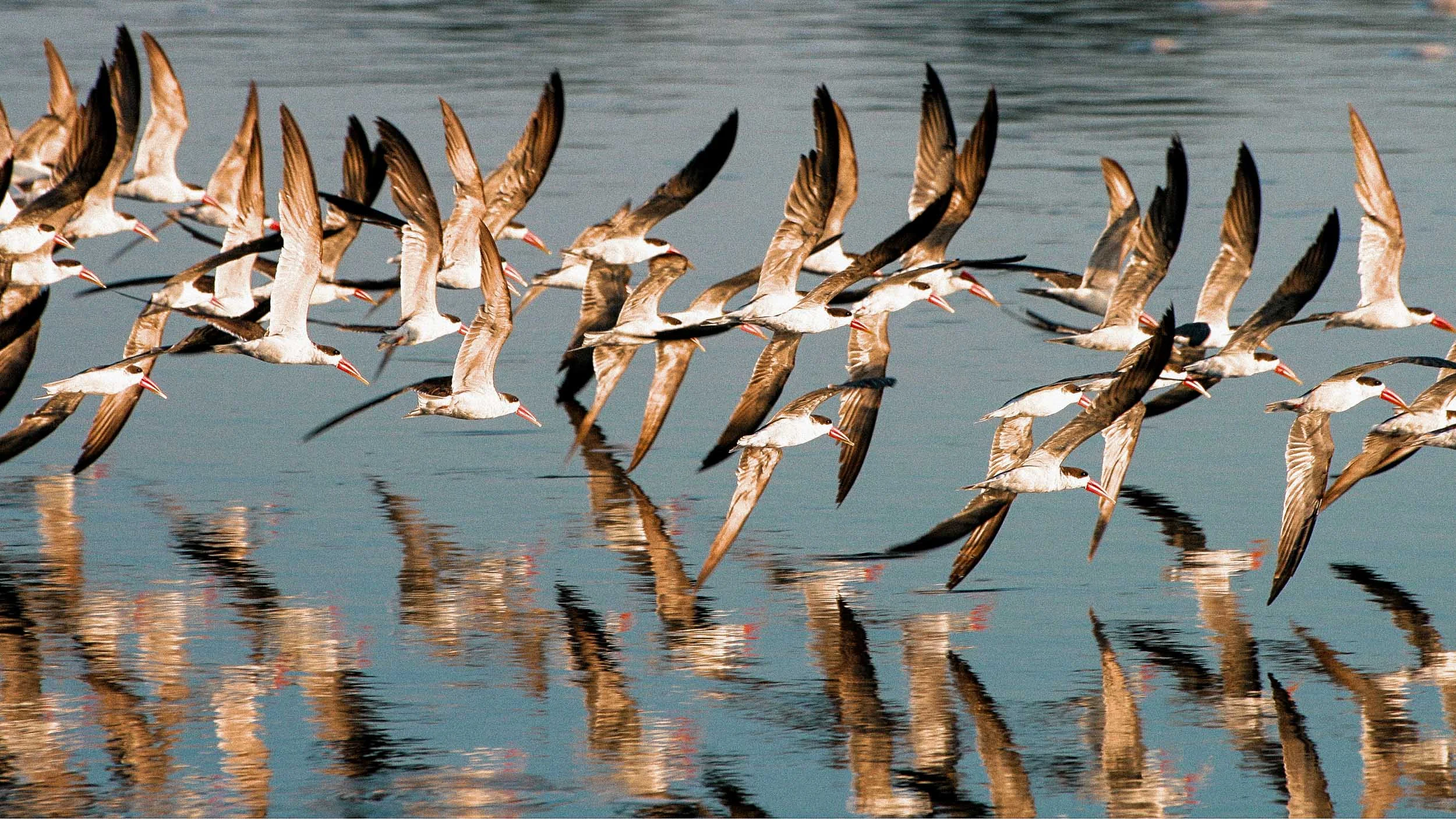 Murchison - Birds - Skimmers2.jpg