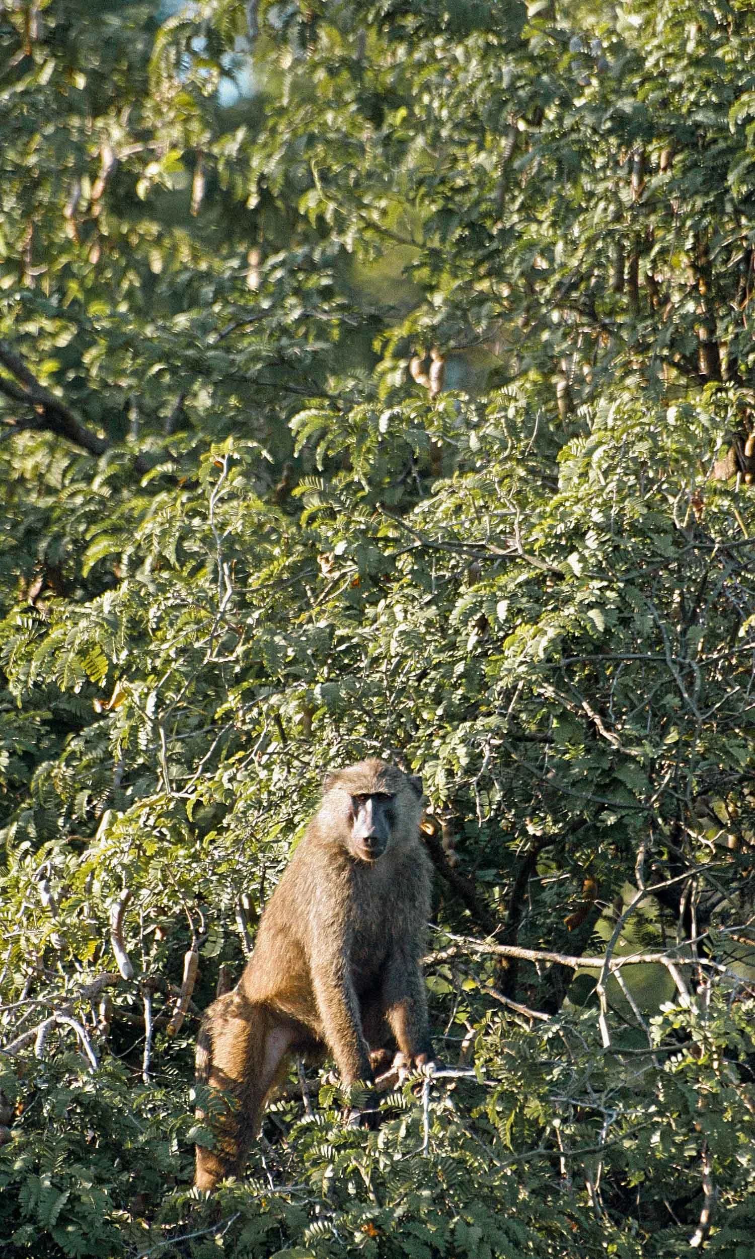 Murchison - Baboon.jpg