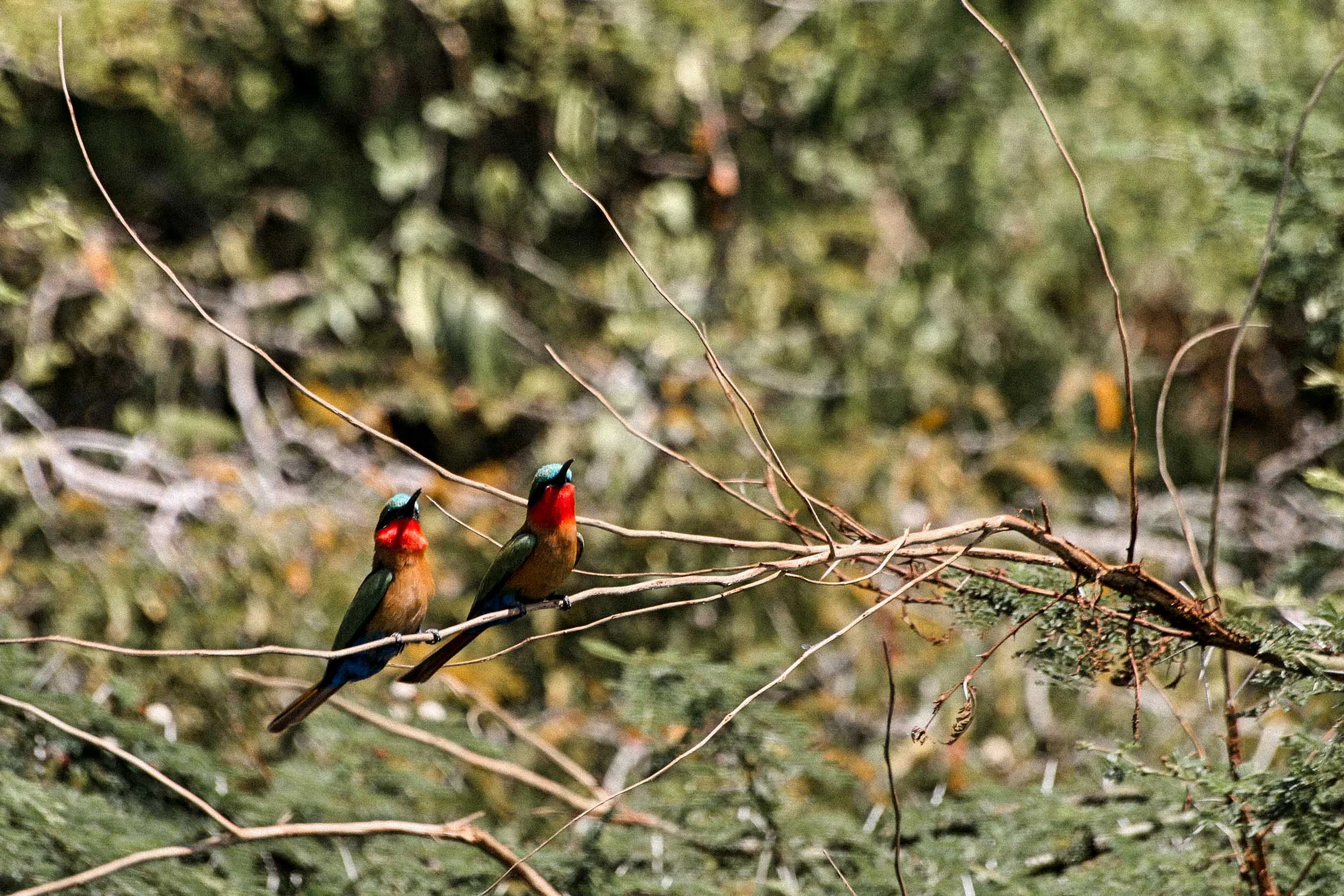 Murchison - Birds - Bee Eaters.jpg