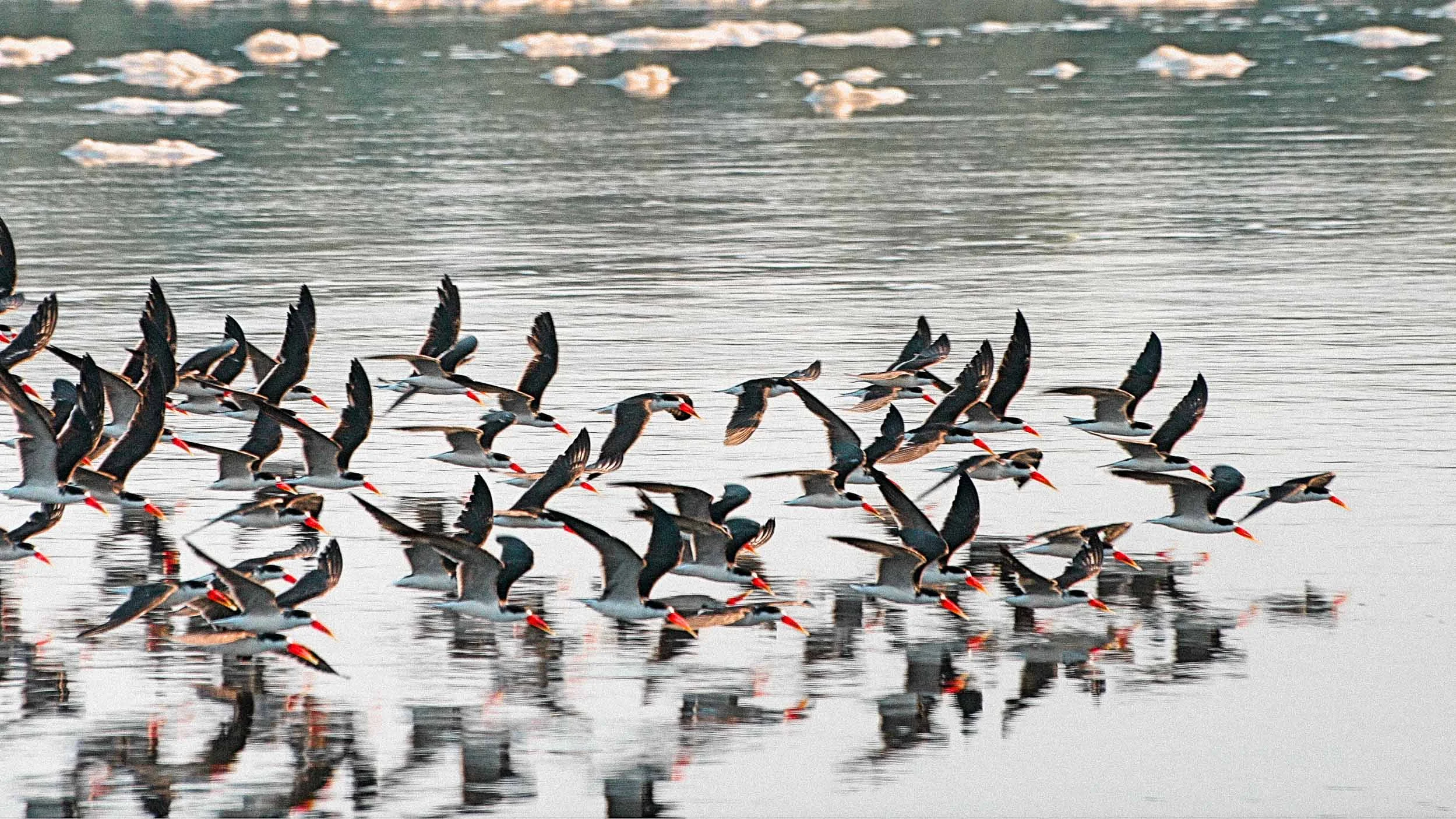 Murchison - Birds - Skimmers.jpg