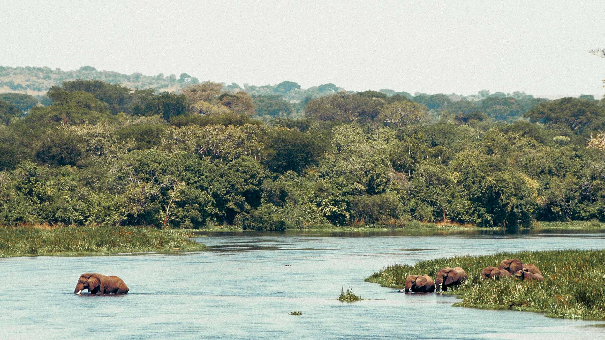 Murchison - Elephants crossing.jpg