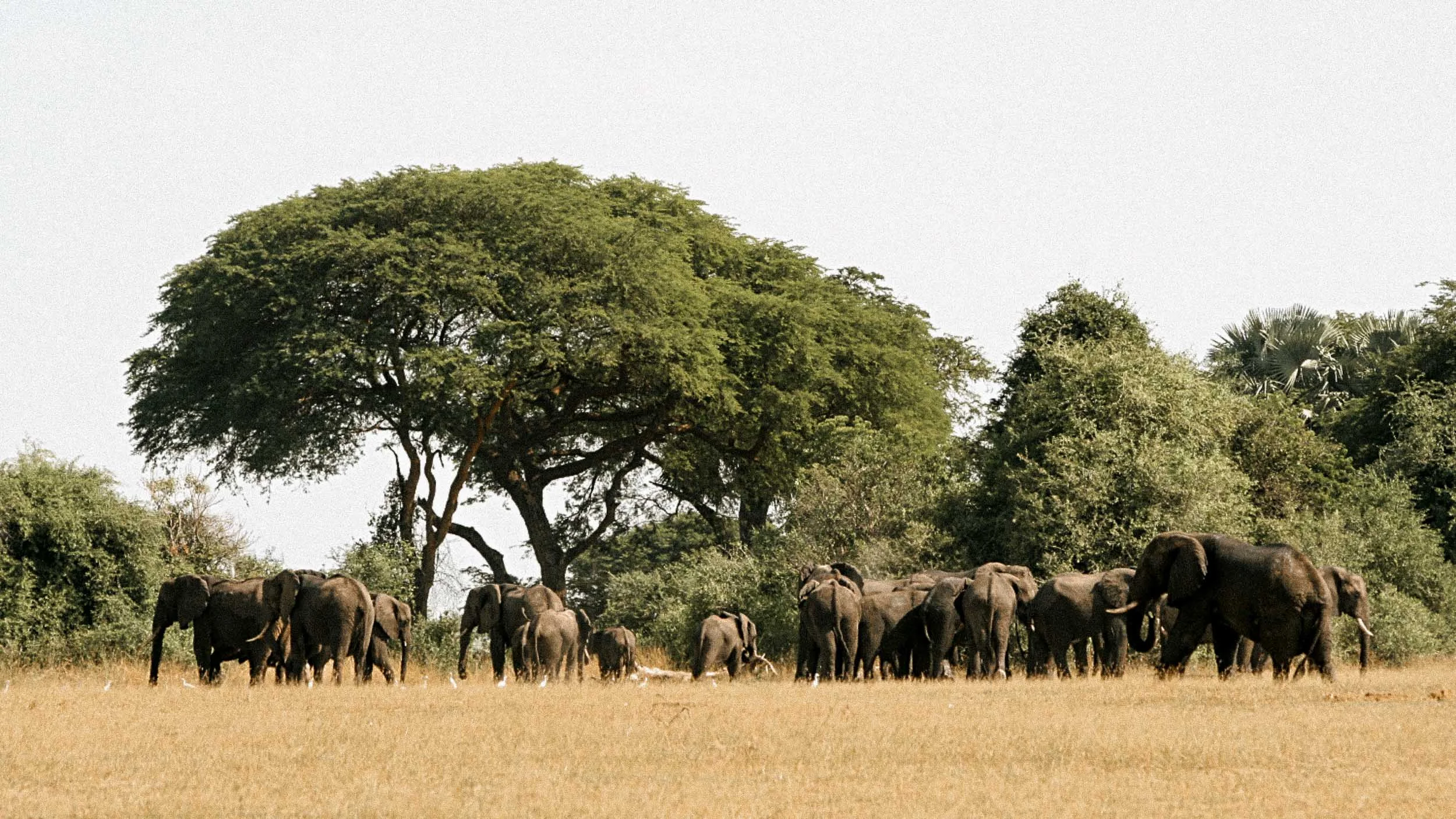 Murchison - Ellies and tree.jpg