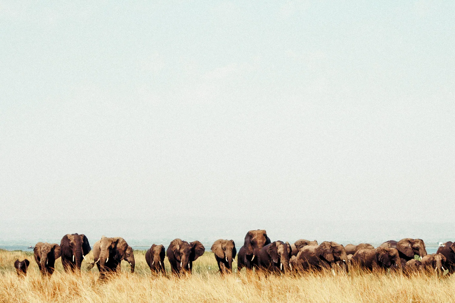 Murchison - Ellies.jpg