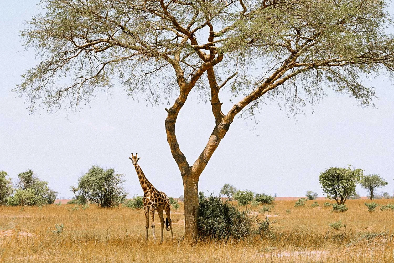 Murchison - Giraffe - Feb 2016.jpg