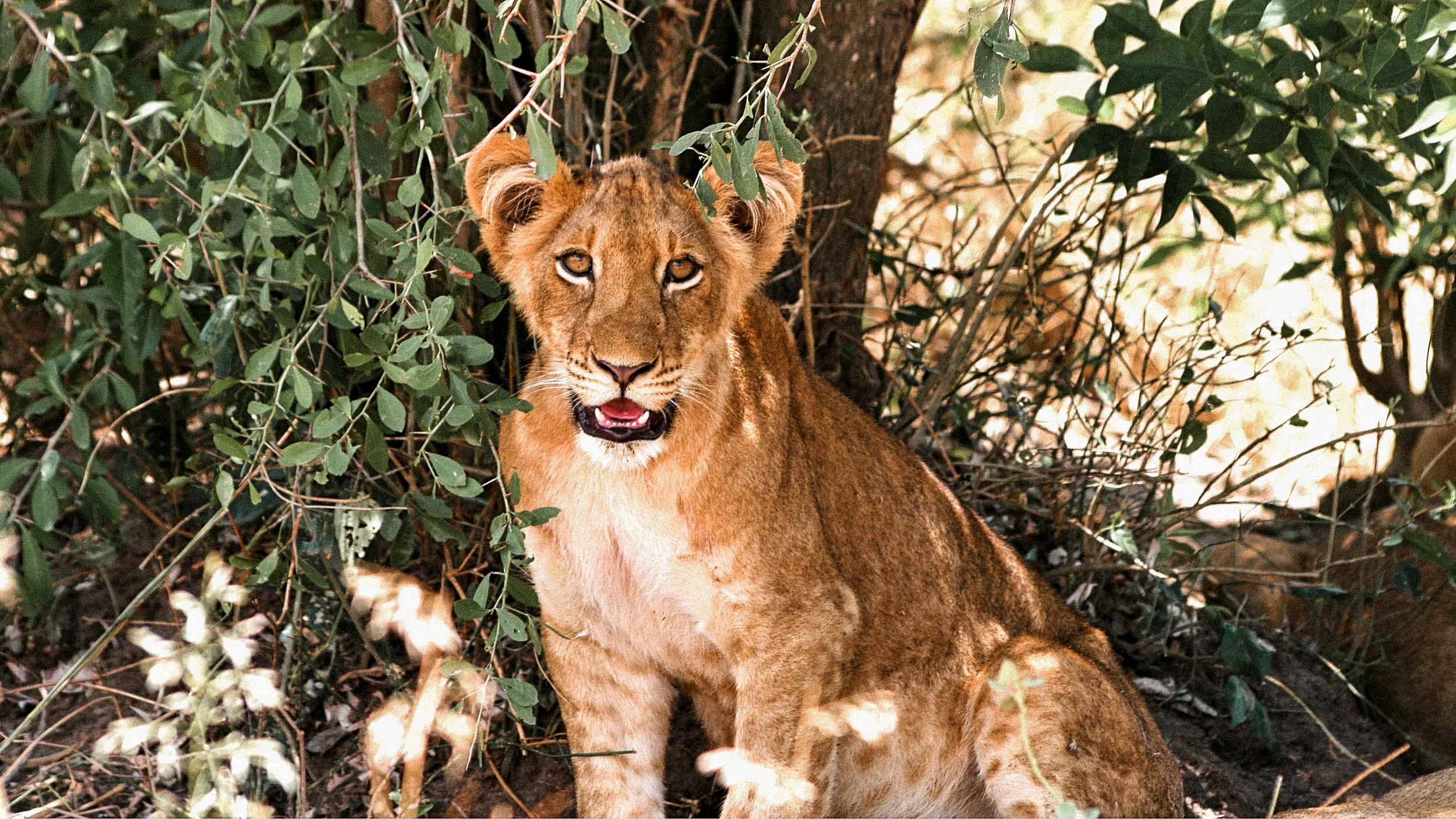Murchison - Lion - Feb 2016.jpg