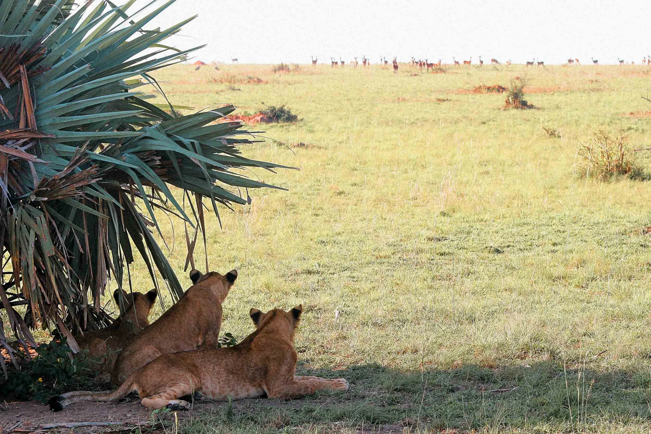 Murchison - Lions under bush.jpg