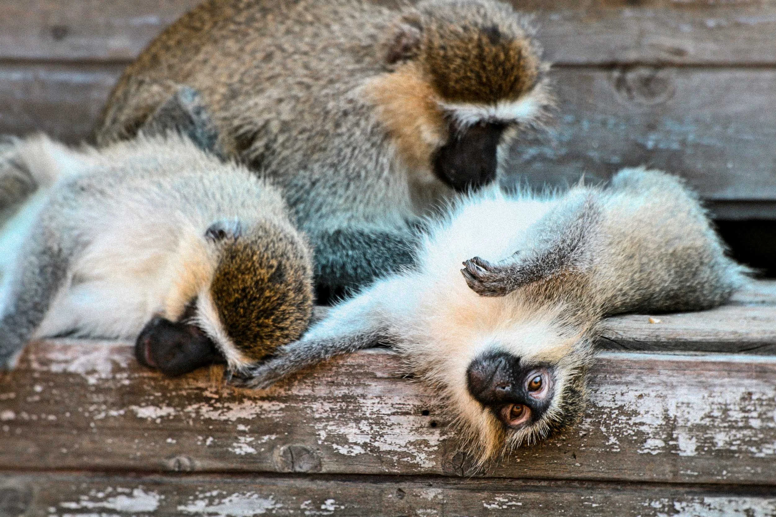 Murchison - Monkeys 2.jpg