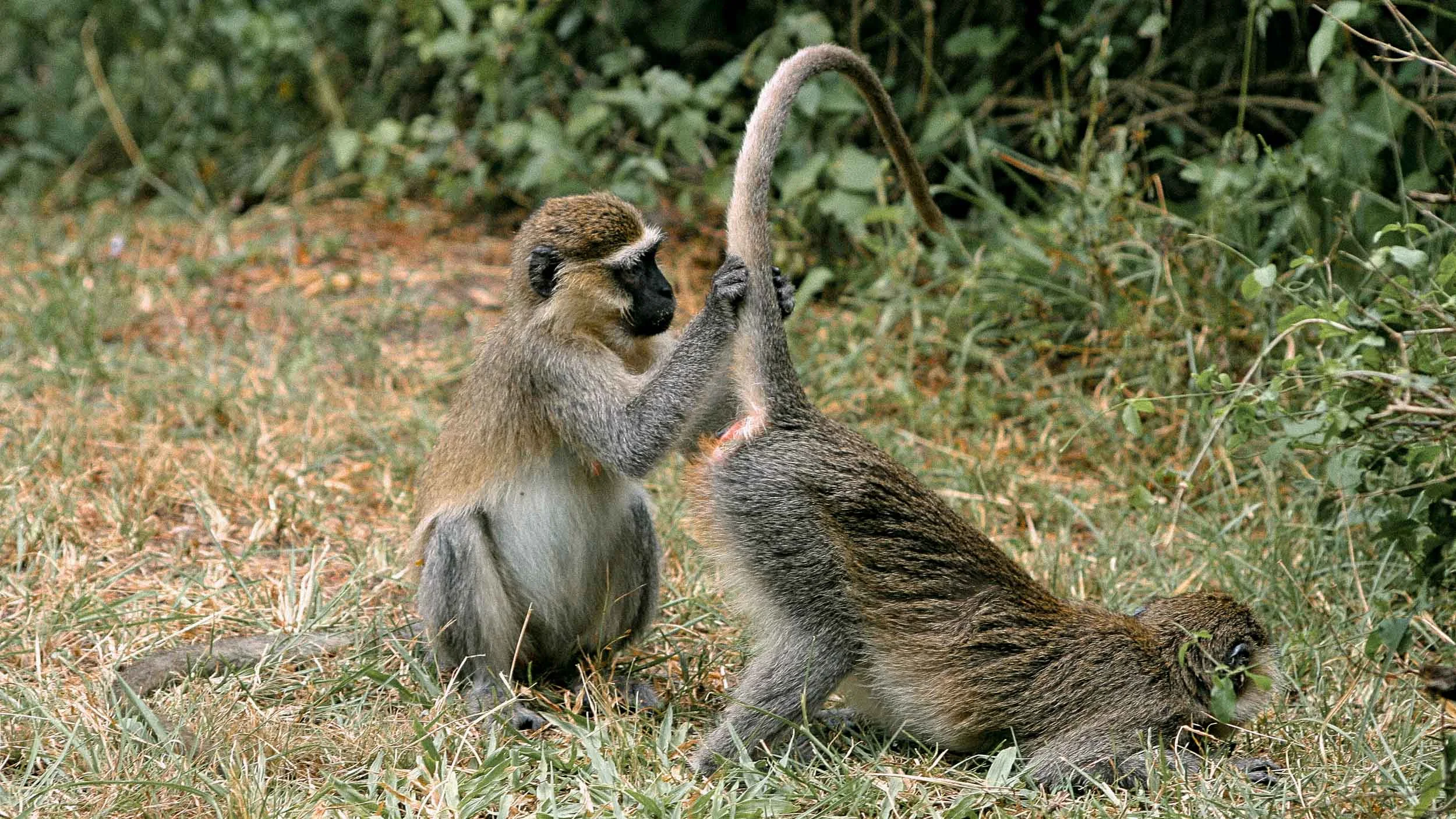 Murchison - Monkeys.jpg