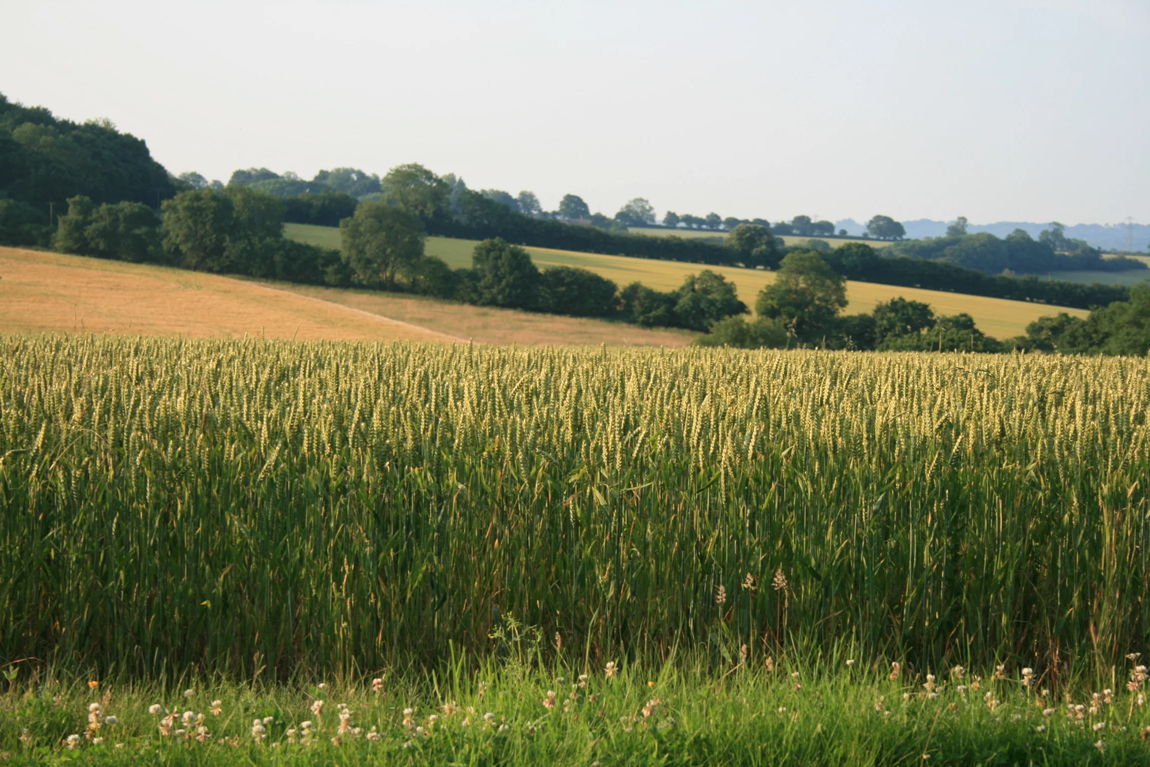 IMG_0040.JPG