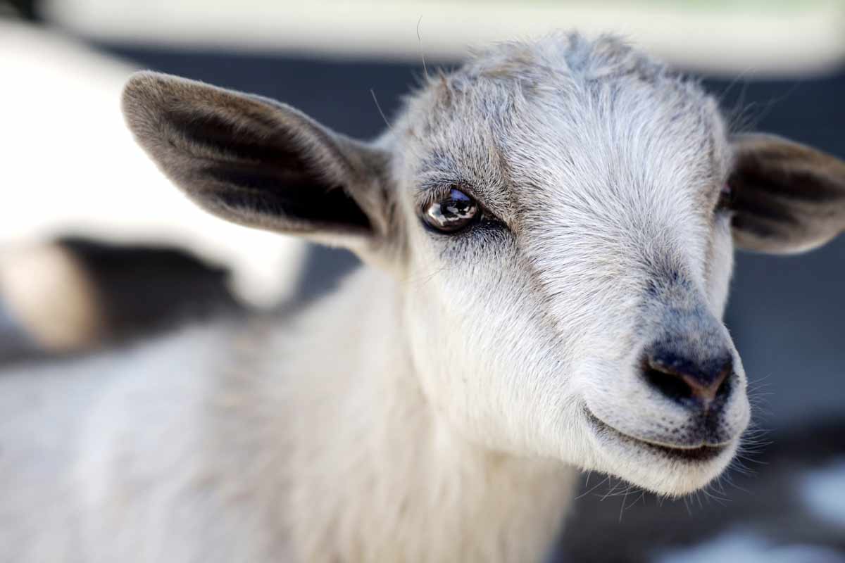 Goat-Web.jpg