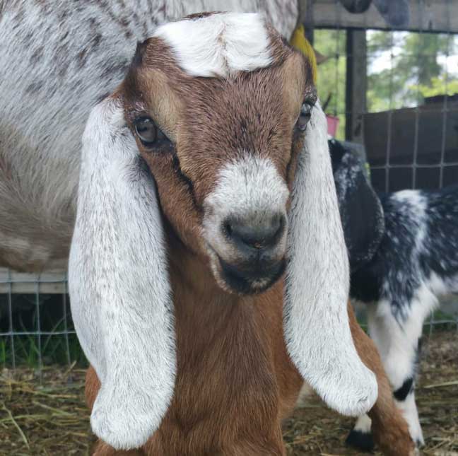 BabyGoat.jpg