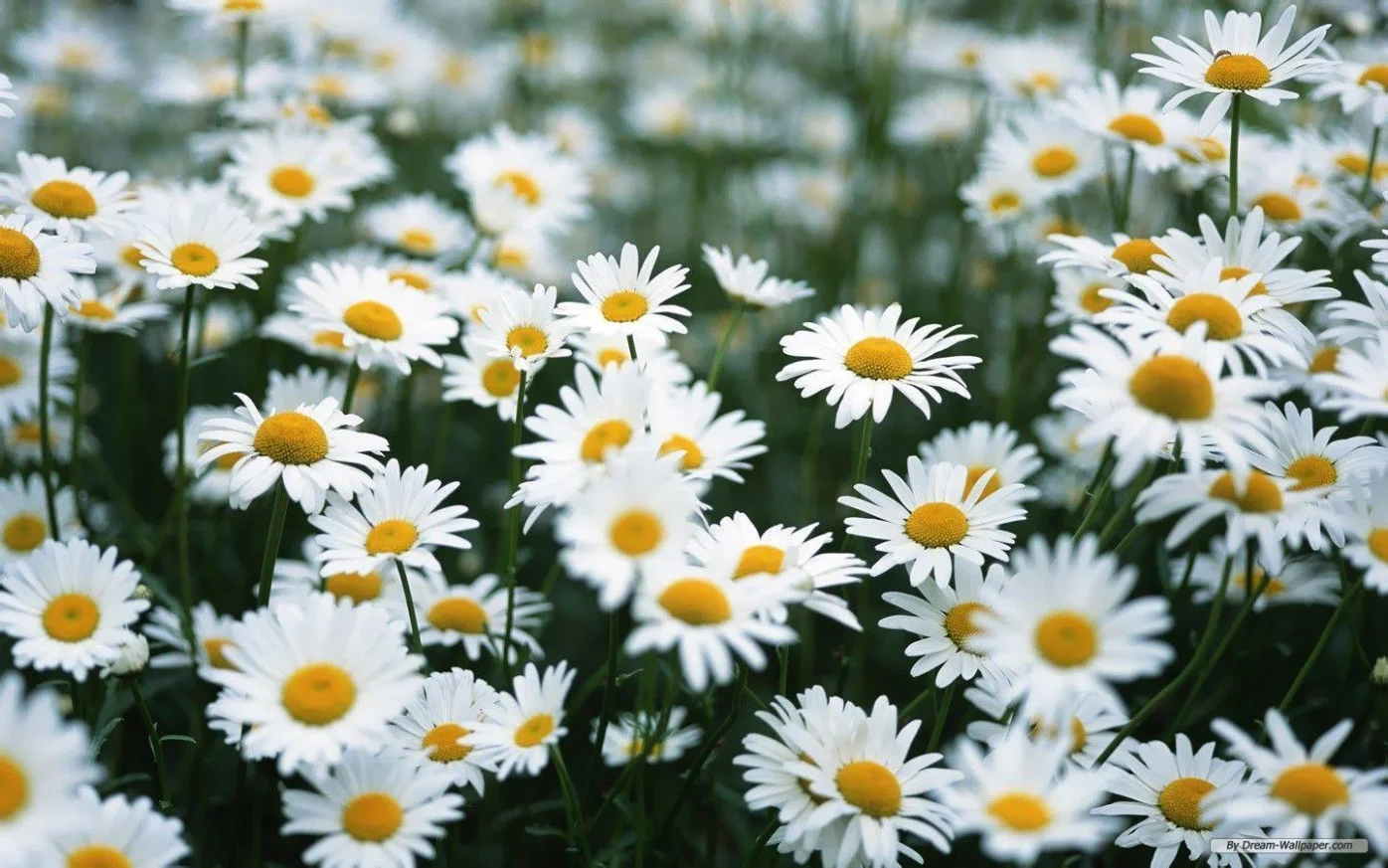 daisy-wallpaper-backgrounds-wallpaper-cave-daisy-tumblr-backgrounds.jpg