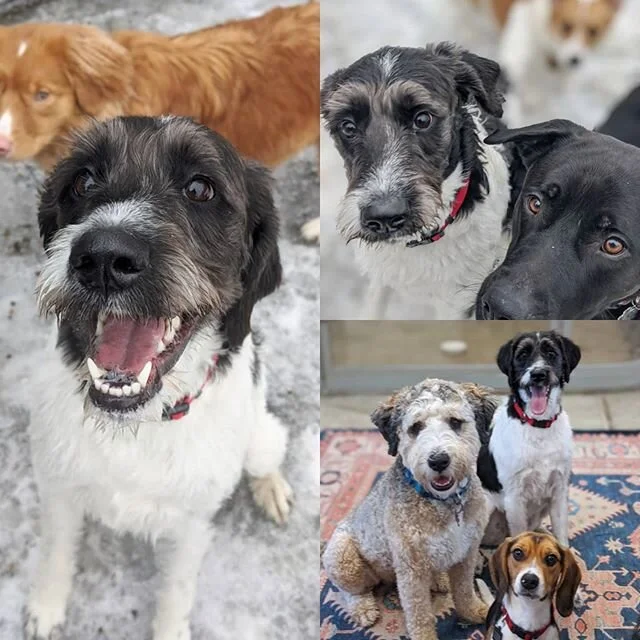 Annie passed her evaluation!! @annie_ak_doodle