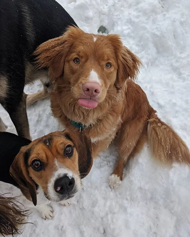 Happy Valentine's day from the Dandy Dogs! ❤️❤️❤️