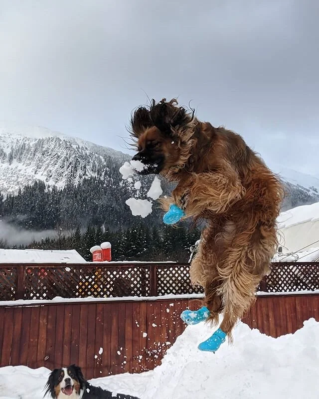 Happy Tongue out Tuesday! The Dandy Dogs definitely have their tongues out after recess today 👅