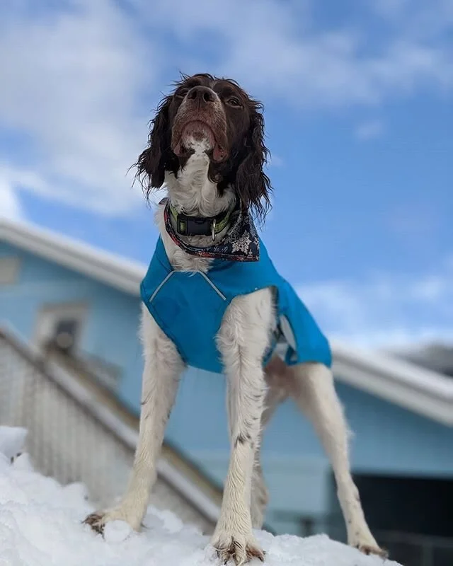 The Dandy Dogs caught the sunshine today!