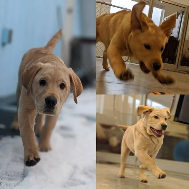 Koda passed his evaluation! Welcome to our Saturday Pack!