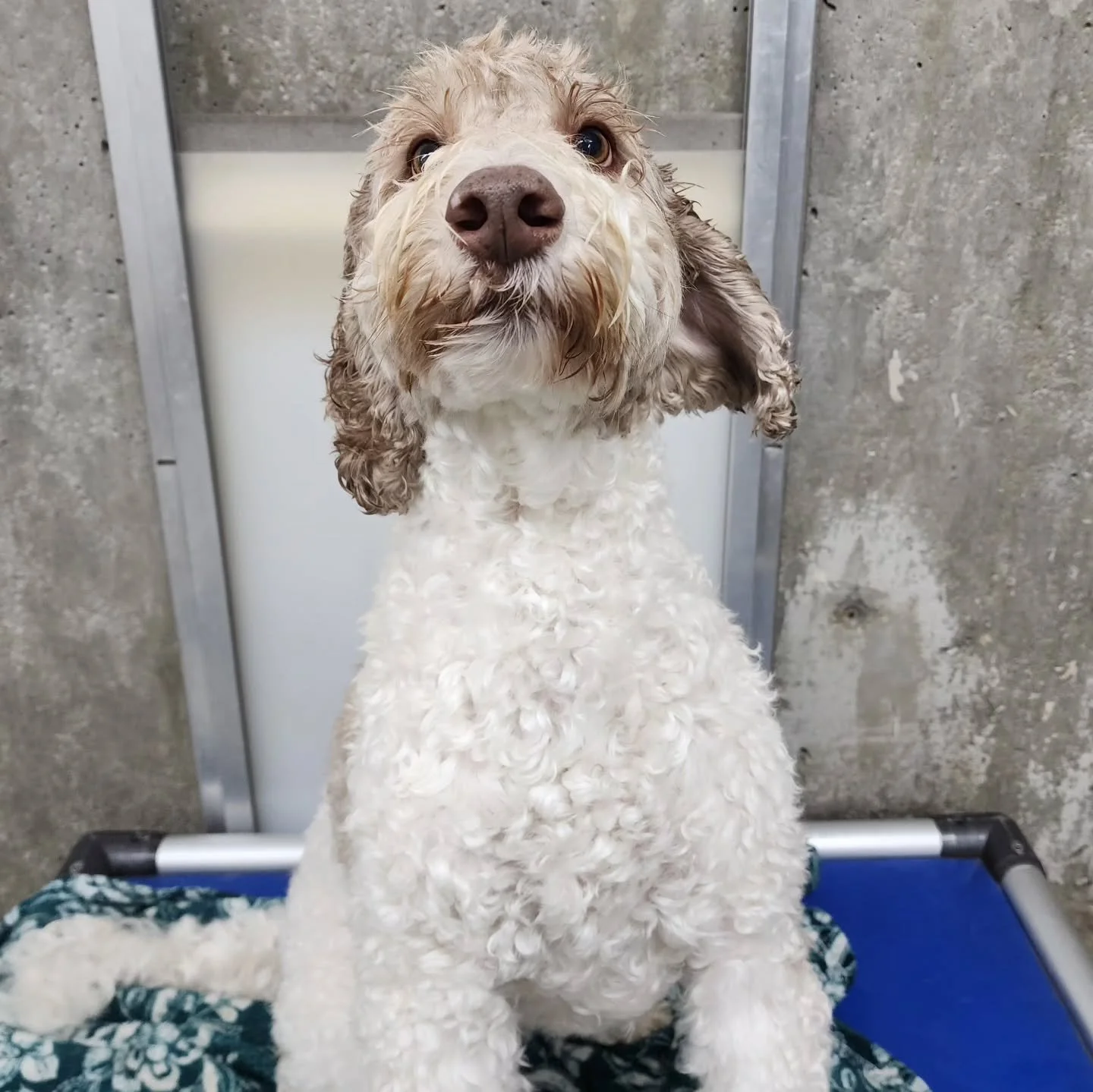 Yes, it's gross and rainy outside. Yes, the power went out for a bit. No, these pups don't mind! Whether it's cuddling or roughhousing, our small(er) group is enjoying this Tuesday!