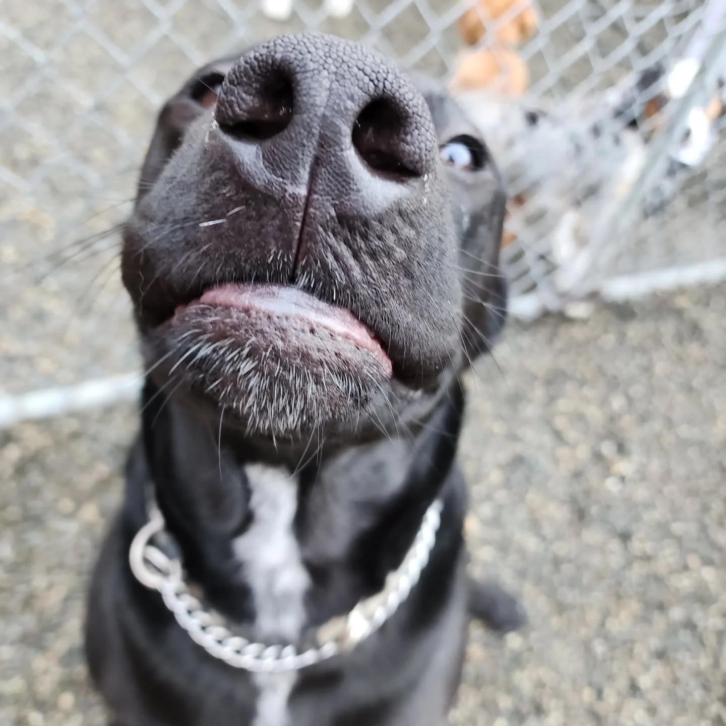 We'd like to welcome Maverick to the pack! This ace pilot is pulling high G's as he zooms around the yard with his new squadron. Fox 3, Mav!