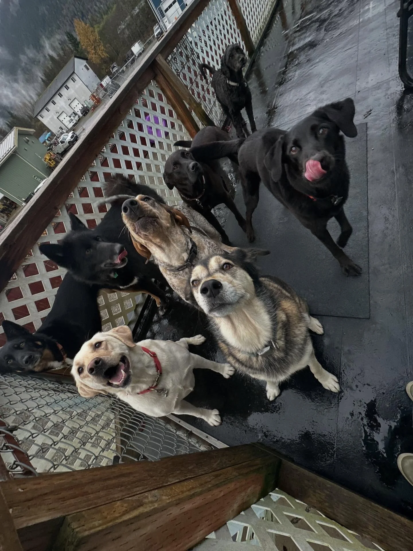 We welcome Miss Sassy to our play group💓we are having a blast 😎